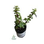 Para Yeşim Çiçeği 1 Adet Sukulent Dekoratif Bitki 10-15cm Crassula