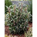 Parfüm Kutusu Çiçeği Sarcococca Hookeriana 20 40 cm Saksıda