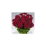 Parlak Kırmızı Canan Sardunya Fidesi Pelargonium Aristo 10-20 cm