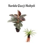 Parlak Yapraklı Pembe Renkli Kauçuk Bitkisi Sevgililer Gününe Özel Kurdele Çiçeği Hediyeli, BTS001NA2209