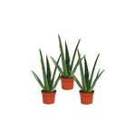 Parmia Garden Aloe Vera Bitkisi 3'lü Ekonomik Paket