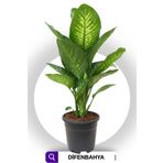 ParmiaGarden Parmia Garden Difenbahya Bitkisi (dieffenbachia Tropic Snow)