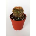 Parodia Erubescens Özel Tür Kaktüs 5.5 Cm Saksıda