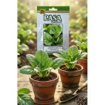 Paşa Ispanak Tohumu 10 Gr