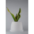 Paşa Kılıcı El Yapımı Seramik Bipot Saksıda Sansevieria Black Gold - Beyaz