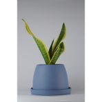 Paşa Kılıcı El Yapımı Seramik Bipot Saksıda Sansevieria Black Gold - Mavi