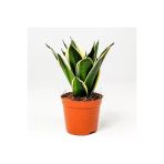 Paşa Kılıcı Peygamber Kılıcı Çiçeği Fidanı 10-20 Cm