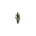 Paşa Kılıcı Sansevieria Fidanı 10-20 Cm