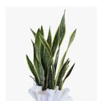Paşa Kılıcı Sansevieria