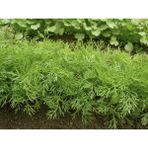 Paşa Tohumculuk 25 gr Dereotu Tohumu