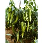 Paşa Tohumculuk 25 gr Yalova Çarliston Biber Tohumu