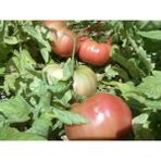 Paşa Tohumculuk 5 gr Pembe Domates Tohumu