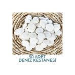 Pasifik Tasarım Hediyelik Deniz Kabuğu Kestanesi 50 Adet 125 Gram