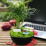 Paspasın Bahçeleri Kişiye Özel Tasarım Siyah Chamaedorea Elegans Serisi Babam Için