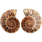 Passing Çift Yarım Kesim Doğal Ammonit Kabuk Jurassic Fosil Örneği Madagaskar 3-4 cm (Yurt Dışından) - Siyah