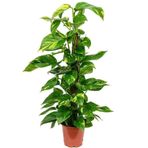 Pathos Sarmaşık Salon Bitkisi 70 Cm Çiçek Antalya