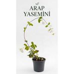 pati nefes Arap Yasemini, Çiçekli Canlı Sarmaşık Bitkisi, Saksılı Kokulu 1 Metre