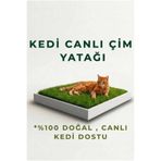 pati nefes Premium Canlı Kedi Çimi Yatağı - Yetişmiş Canlı Çim & Ahşap Kutu