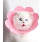 Paticimiss Keçe Elizabeth Yakalığı / Kedi Köpek Koruyucu Boyunluk - Renkli