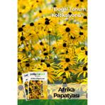 Patika Botanik 100 Adet Afrika Papatyası (Rudbeckia) Çiçek Tohumu - 1 Paket