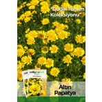 Patika Botanik 100 Adet Altın Papatya Tohumu Anthemis Tinctoria Kelwayii