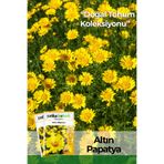 Patika Botanik 100 Adet Altın Papatya Tohumu (Anthemis Tinctoria)