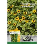 Patika Botanik 100 Adet Cüce Papatya Çiçek Tohumu
