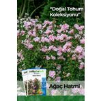 Patika Botanik 20 Adet Ağaç Hatmi Tohumu