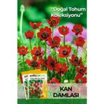 Patika Botanik 20 Adet Kan Damlası Çiçeği Tohumu