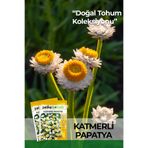 Patika Botanik 30 Adet Katmerli Papatya Çiçek Tohumu (Ammobium Alatum)