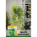 Patika Botanik 5 Adet Balon Sarmaşığı Çiçek Tohumu