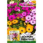 Patika Botanik 50 Adet Bodrum Papatyası Çiçek Tohumu