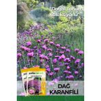 Patika Botanik 50 Adet Dağ Karanfili Çiçek Tohumu - 1 Paket