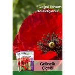 Patika Botanik 50 Adet Gelincik Çiçek Tohumu (Papaver Rhoeas) - 1 Paket