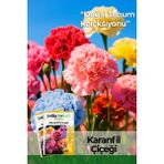 Patika Botanik 50 Adet Karanfil (Dianthus Caryophyllus) Çiçek Tohumu - 1 Paket