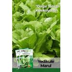 Patika Botanik Marul Tohumu (yedikule)