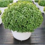 Patika Botanik Top Fesleğen - Top Reyhan (ocimum Basilicum) Çiçek Tohumu 100 Adet