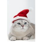 Patipatron Yeni Yıl Kedi Şapkası Lastikli Yılbaşı Şapkası Yetişkin Kedi (Yavru)