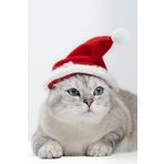 Patipatron Yeni Yıl Kedi Şapkası Lastikli Yılbaşı Şapkası Yetişkin Kedi (Yetişkin)