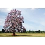 PAVLONYA AĞACI FİDANI 10 ADET - Paulownia Tementosa 30-50 cm
