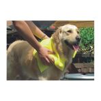 Pawise Towel 40 x 50 cm Sarı Köpek Havlusu