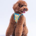 Pawstar Air-Mesh Citrus Köpek Göğüs Tasması (XS)