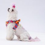 Pawstar Air-Mesh Monsters Köpek Göğüs Tasması (S)