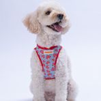 Pawstar Air-Mesh Mushroom Köpek Göğüs Tasması (XS)
