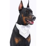 Pawstar Gri Smokin Kedi Köpek Fuları Pet Bandanası - 1