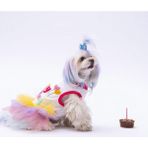 Pawstar Happy Birthday Kedi Köpek Elbisesi - Kedi Köpek Kıyafeti