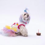 Pawstar Happy Birthday Kedi ve Küçük Irk Köpek Elbisesi (2XL)