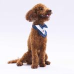Pawstar Lacivert Smokin Kedi Köpek Fuları Pet Bandanası 1