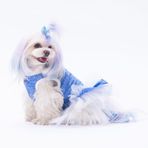 Pawstar Mavi Primavera Kedi Köpek Elbisesi - Kedi Köpek Kıyafeti 2XL
