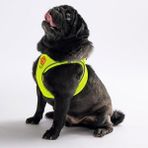 Pawstar Neon Sarı Air-mesh Göğüs Tasması Kedi Köpek Göğüs Tasması Neon Sarı XL